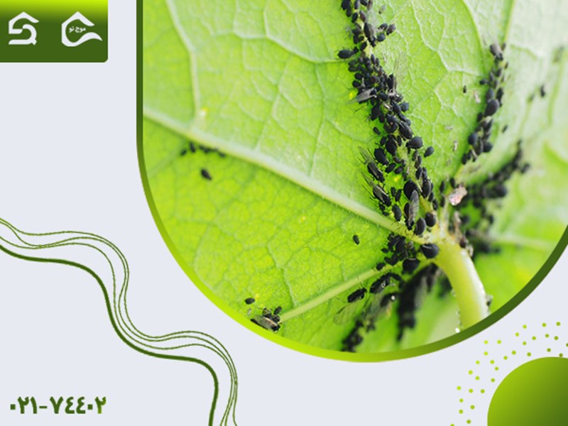 از بین بردن پشه سیاه گلدان با راهکارهای موثر و آسان