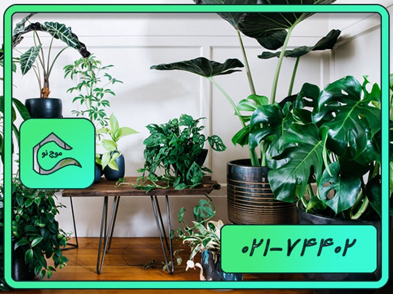  بهترین گیاهان آپارتمانی مقاوم که کمترین مراقبت را می خواهند