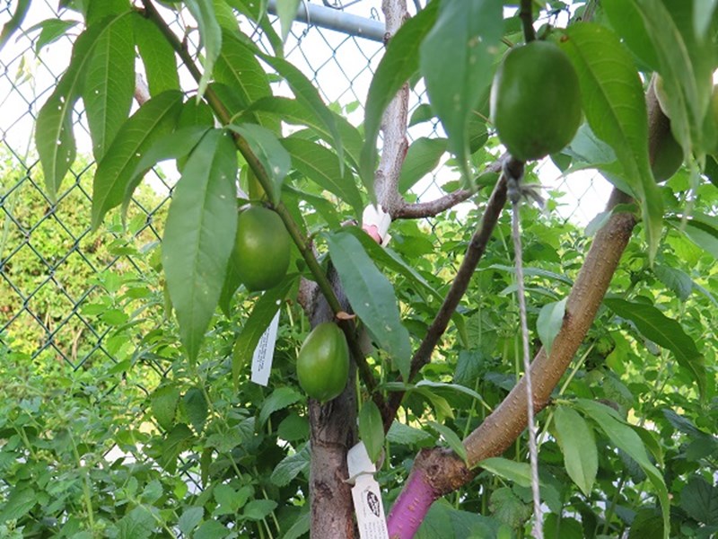 راهنمای پیوند زدن درختان میوه