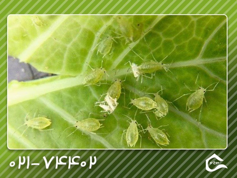 از بین بردن شته گل و گیاه با بهترین روش ها